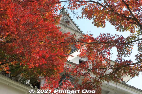 Lots and lots of autumn colors at Gujo-Hachiman Castle.
Keywords: gifu Gujo Hachiman Castle autumn foliage leaves maples