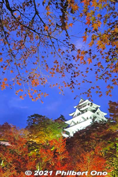 Gujo-Hachiman Castle and autumn leaves are lit up in the evening.
Keywords: gifu Gujo Hachiman Castle autumn foliage leaves maples