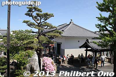 Keywords: gifu hashima takehana betsuin temple fuji matsuri wisteria festival buddhist jodo shinshu otani azalea