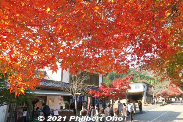 Tanigumi-san (谷汲山 華厳寺) is a Tendai Buddhist temple noted for numerous autumn foliage, especially red maple leaves. Also called Kegonji Temple.It has a nice path to the temple lined with autumn leaves in November. 
Keywords: gifu ibigawa tanigumi-san kegonji temple tendai Buddhist autumn leaves foliage