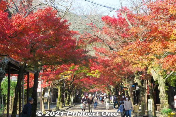 It wasn't exactly a tunnel of maple trees, but it was pretty close. On sunny days, the leaves glow. The temple is quite out of the way, but it was worth coming here.
Keywords: gifu ibigawa tanigumi-san kegonji temple tendai Buddhist autumn leaves foliage