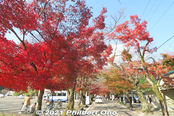 As soon as you get off the shuttle bus and see the path to the temple, you see these maple leaves.
Keywords: gifu ibigawa tanigumi-san kegonji temple tendai Buddhist autumn leaves foliage