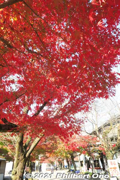 So much autumn eye candy to the temple.
Keywords: gifu ibigawa tanigumi-san kegonji temple tendai Buddhist autumn leaves foliage