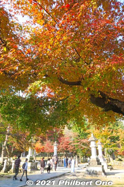 After the Niomon Gate, the path continues along a straight, tree-lined route.
Keywords: gifu ibigawa tanigumi-san kegonji temple tendai Buddhist autumn leaves foliage