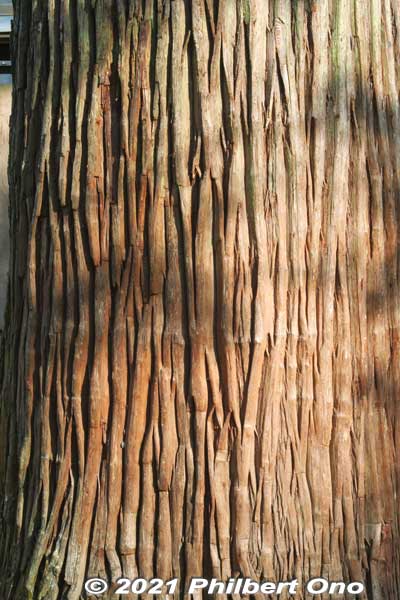 Textural tree trunk.
Keywords: gifu ibigawa tanigumi-san kegonji temple tendai Buddhist