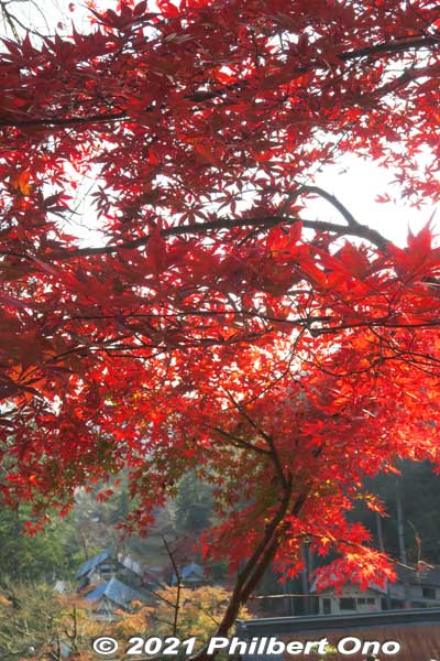 Maples facing the Mangando hall.
Keywords: gifu ibigawa tanigumi-san kegonji temple tendai Buddhist autumn foliage leaves