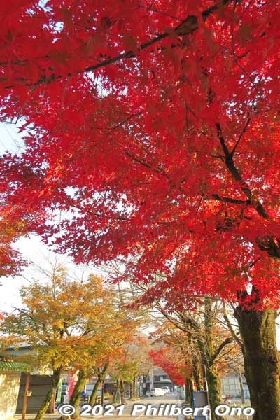 Keywords: gifu ibigawa tanigumi-san kegonji temple tendai Buddhist autumn foliage leaves