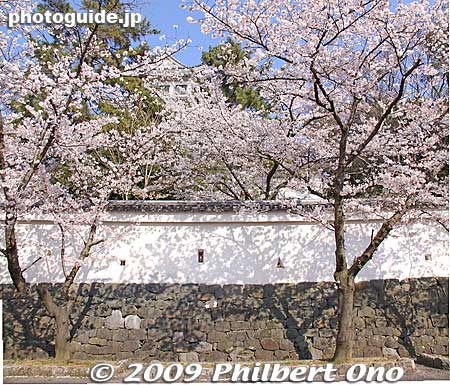 Ogaki Castle
Keywords: gifu ogaki castle cherry blossoms sakura 