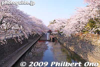 Keywords: gifu ogaki promenade canal castle moat cherry blossoms sakura flowers 