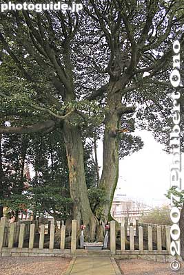 Memorial tree
Keywords: gifu sekigahara battlefield