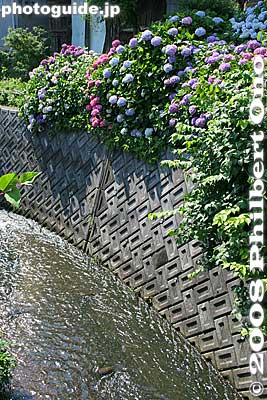 Hydrangea along the river in Imasu.
Keywords: gifu sekigahara imasu-juku post town nakasendo 