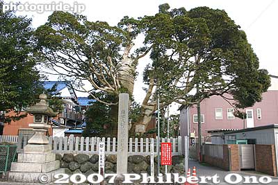 Monumental tree next to Hachiman Shrine
Keywords: gifu sekigahara-cho