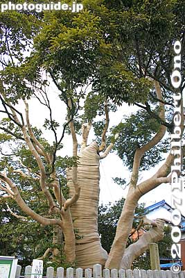 Monumental tree
Keywords: gifu sekigahara-cho