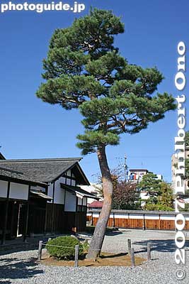 Keywords: gifu takayama jinya government house pine tree matsu