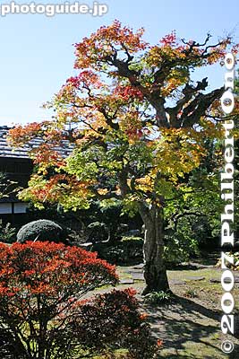 Keywords: gifu takayama jinya government house autumn fall foilage leaves tree