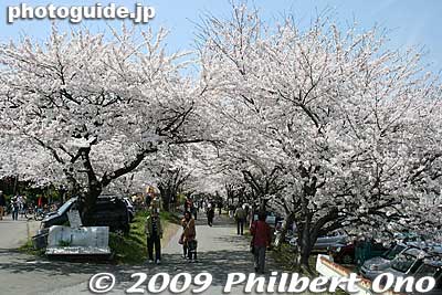 Keywords: gifu tarui-cho aikawa river cherry blossoms sakura 