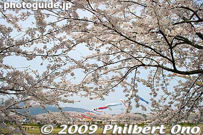 Keywords: gifu tarui-cho aikawa river koinobori carp streamers cherry blossoms sakura 