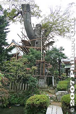 Tarui town's official tree, the zelkova keyaki tree.
Keywords: gifu tarui-cho 
