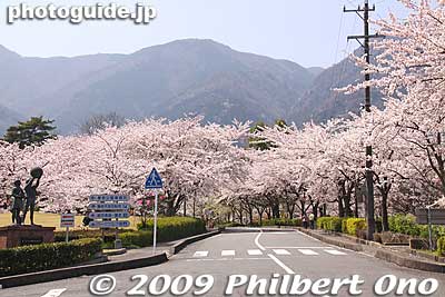The cherries were beautiful this year in April 2009.
Keywords: gifu yoro-cho yoro park cherry blossoms sakura flowers 