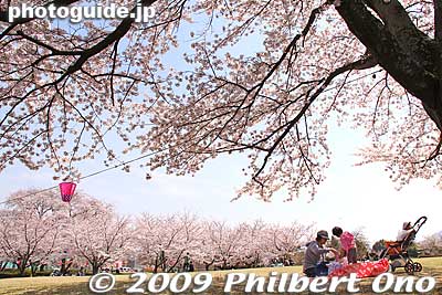 Keywords: gifu yoro-cho yoro park cherry blossoms sakura flowers 