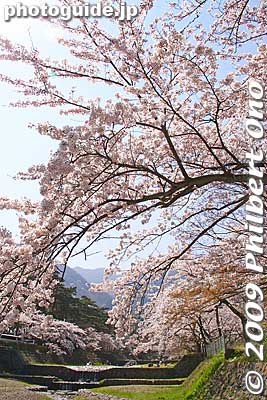 Keywords: gifu yoro-cho yoro park river sakura cherry blossoms 