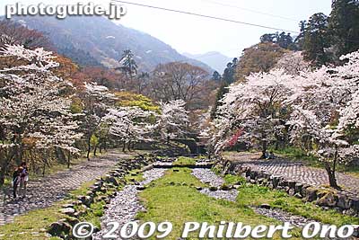 Keywords: gifu yoro-cho yoro park river sakura cherry blossoms 