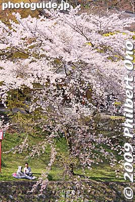 Yoro, Gifu
Keywords: gifu yoro-cho yoro park river sakura cherry blossoms flowers japanharu