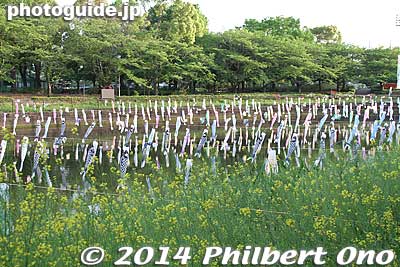 The koinobori are strung from late March to mid-May. Especially spectacular when the cherries are in bloom during late March to mid-April.
Keywords: gunma tatebayashi azalea flowers koinobori carp streamers