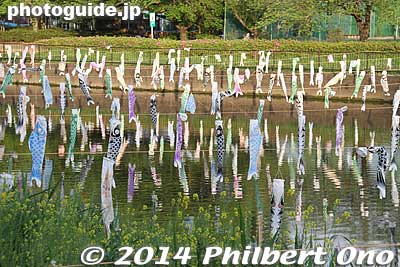 In April and May, thousands of flying carp streamers grace the Tsuruudogawa River connected to Lake Jonuma.
Keywords: gunma tatebayashi azalea flowers koinobori carp streamers