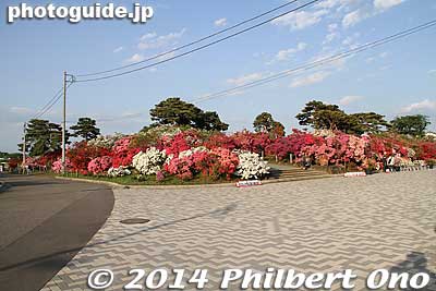 Tsutsujigaoka Park is a lakeside park featuring this low hill almost 200 meters long and 80 meters wide.
Keywords: gunma tatebayashi azalea flowers tsutsujigaoka park