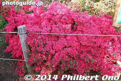 Keywords: gunma tatebayashi azalea flowers tsutsujigaoka park