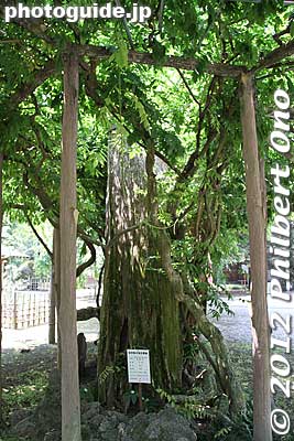 Wisteria tree
Keywords: gunma tatebayashi morinji temple soto zen wisteria