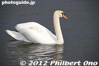 Swan in Tatatranuma park, Tatebayashi.
Keywords: gunma tatebayashi Tataranuma Park lake benzaiten shrine swan bird