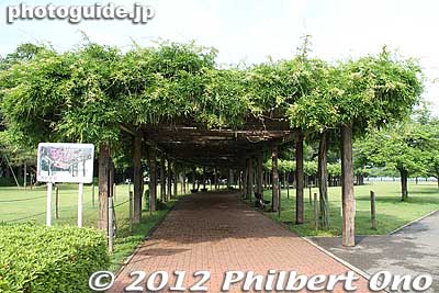 Tataranuma Park also has a long wisteria trellis about 130 meters long.
Keywords: gunma tatebayashi Tataranuma Park