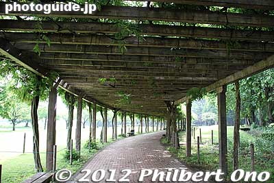 Tataranuma Park's wisteria trellis about 130 meters long.
Keywords: gunma tatebayashi Tataranuma Park