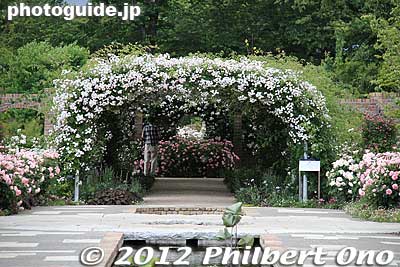 Rose tunnel
Keywords: gunma tatebayashi treasures garden roses flowers