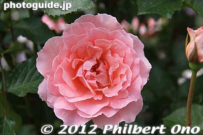 Keywords: gunma tatebayashi treasures garden roses flowers japanflower