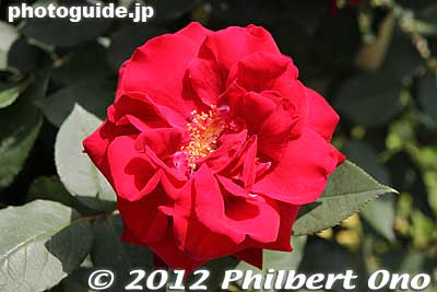 Rose
Keywords: gunma tatebayashi treasures garden roses flowers japanflower
