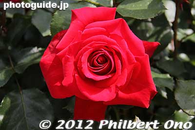 Keywords: gunma tatebayashi treasures garden roses flowers