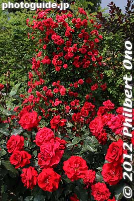 These tall rose bushes were most outstanding.
Keywords: gunma tatebayashi treasures garden roses flowers japanflower