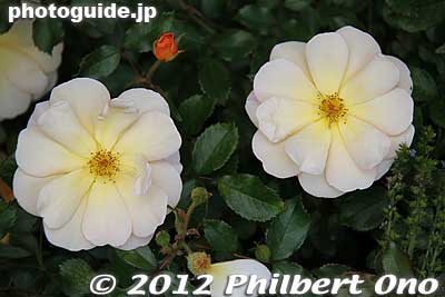 Keywords: gunma tatebayashi treasures garden roses flowers japanflower