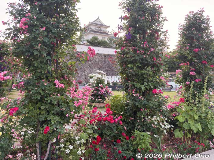 Keywords: Hiroshima fukuyama castle roses