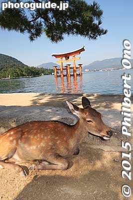 Another Miyajima symbol is the deer.
Keywords: hiroshima hatsukaichi miyajima Itsukushima shrine torii