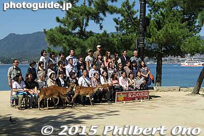 The deer are trained to pose with tourist groups. They know that there will be a reward.
Keywords: hiroshima hatsukaichi miyajima Itsukushima shrine