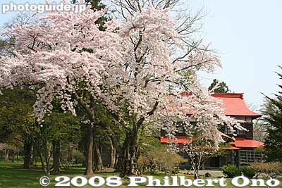 One of the main attractions of the park is the Geihinkan State Guesthouse. Cherry blossoms were in full bloom.
Keywords: hokkaido date rekishi no mori park history sakura cherry blossoms tree