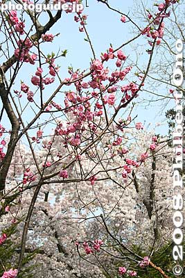 Plum blossoms and cherry blossoms in the background, blooming at the same time.
Keywords: hokkaido date rekishi no mori park history sakura cherry blossoms tree