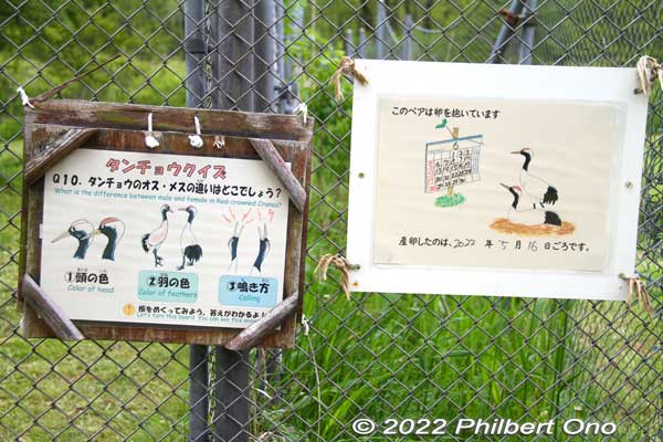The fence also has quiz questions like "What's the difference between the male and female crane?" The answer is behind the sign.
Keywords: Hokkaido Kushiro Japanese red-crowned Crane Reserve