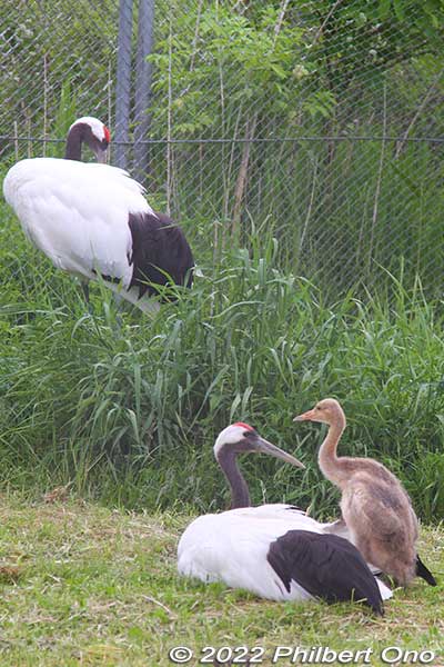 At Kushiro City Red-Crowned Crane Natural Park, we also saw a baby crane, about a month old. (Born in mid-May 2022.) Here he/she is with dad and mom
Keywords: Hokkaido Kushiro Japanese red-crowned Crane Reserve