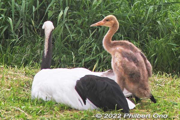 At Kushiro City Red-Crowned Crane Natural Park, baby red-crowned crane in mid-June 2022. That's the mother on the left.
Keywords: Hokkaido Kushiro Japanese red-crowned Crane Reserve japanwildlife