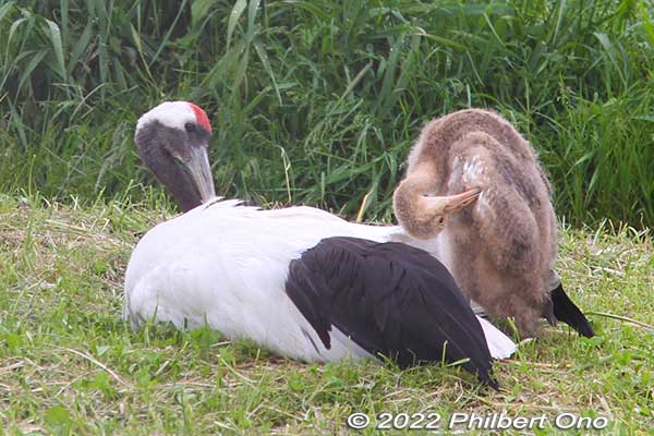 At Kushiro City Red-Crowned Crane Natural Park, baby red-crowned crane in mid-June 2022. 
Keywords: Hokkaido Kushiro Japanese red-crowned Crane Reserve